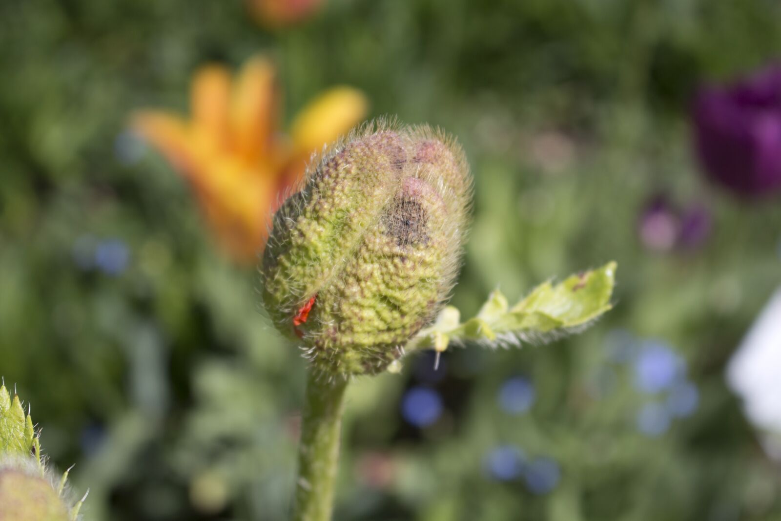 Canon EOS 700D (EOS Rebel T5i / EOS Kiss X7i) sample photo. Poppy bud, german federal photography