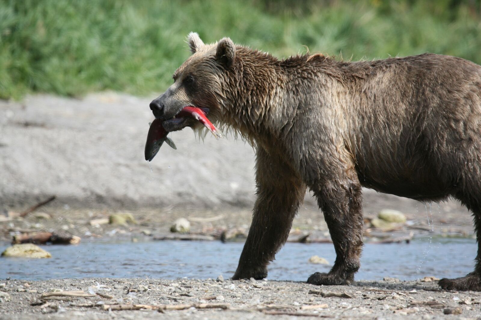 Canon EOS 5D sample photo. Brown bear, predator, wild photography