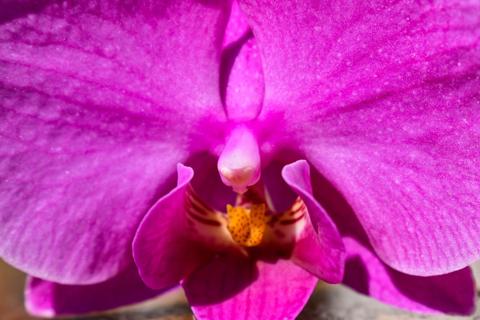 Nikon D3500 sample photo. Closeup, orchid, flower photography
