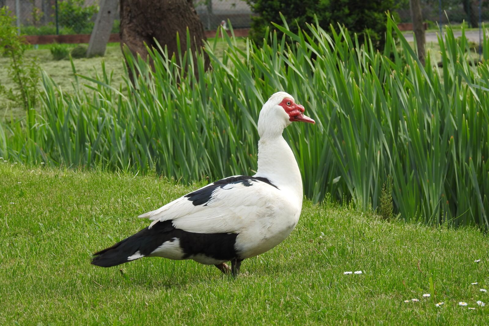 Nikon Coolpix P900 sample photo. Nature, lawn, birds photography