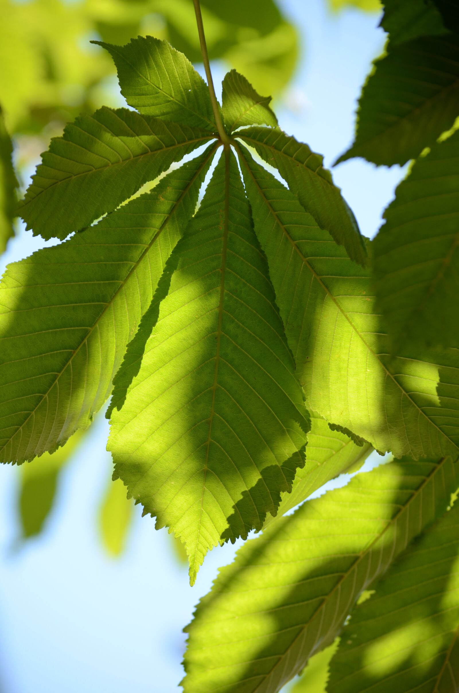 Nikon D7000 sample photo. Leaves, green, nature photography
