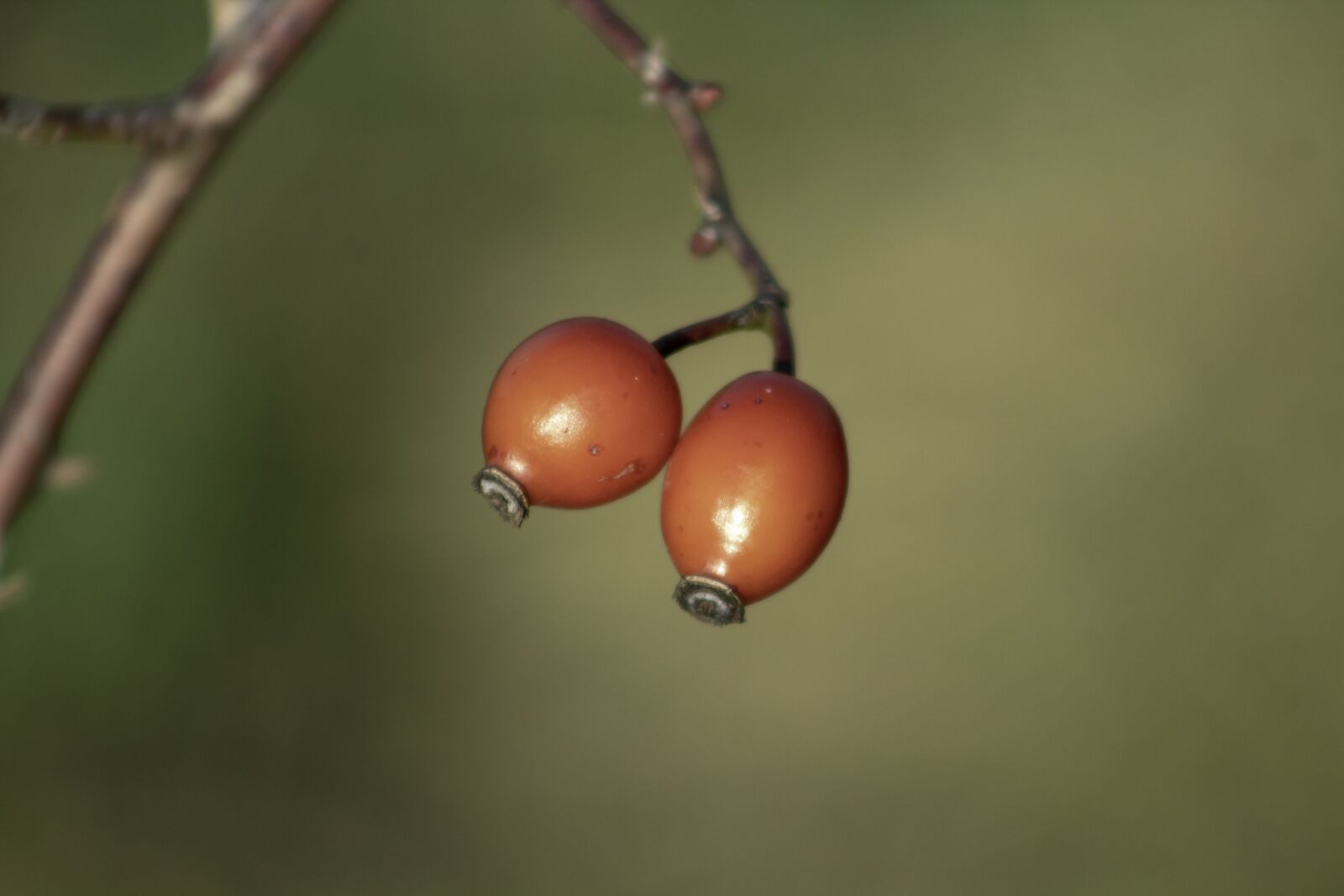 Canon EF75-300mm f/4-5.6 sample photo. Wildflower, rosehips, brian photography