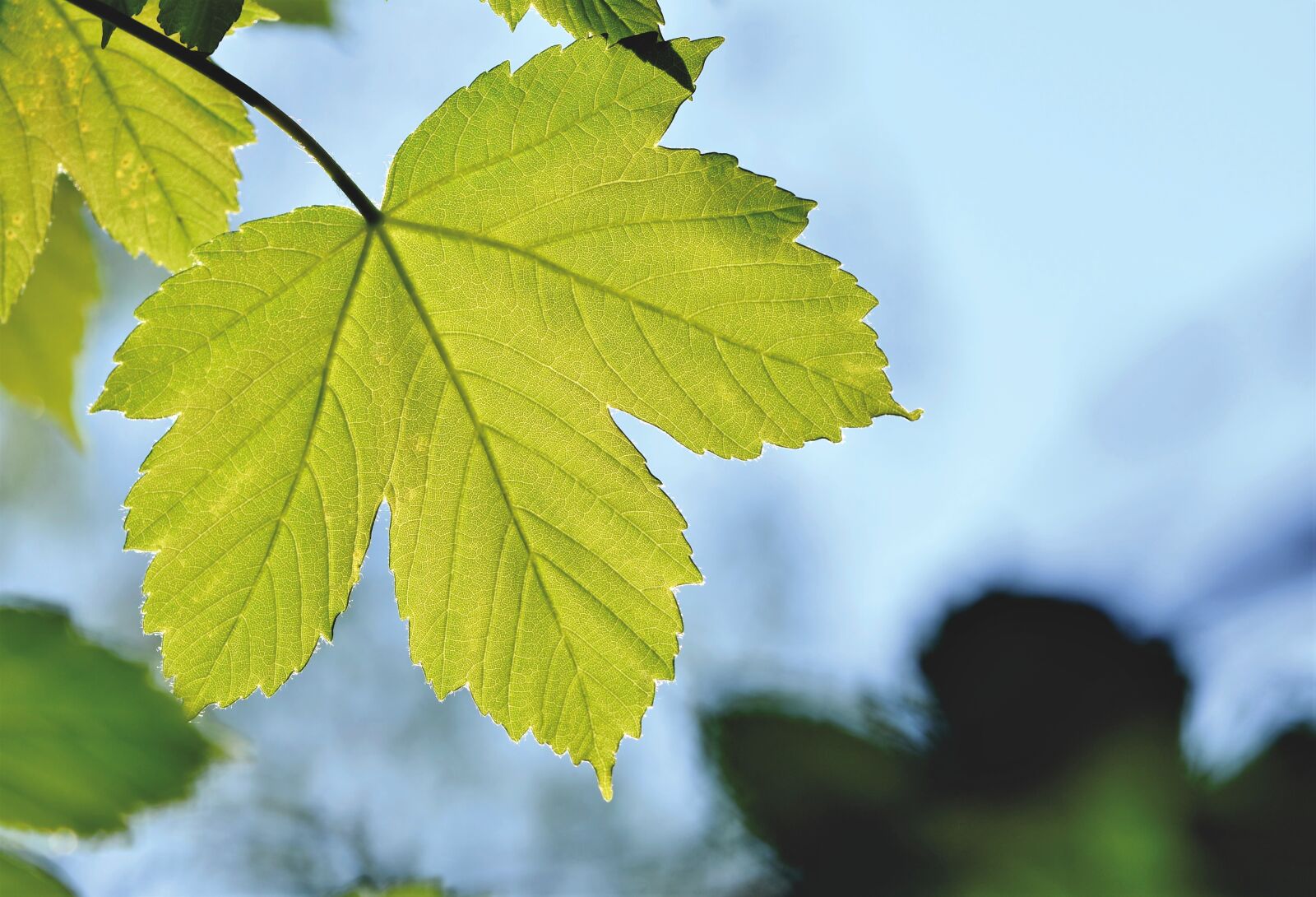 Nikon D7200 sample photo. Maple leaf, maple, maple photography
