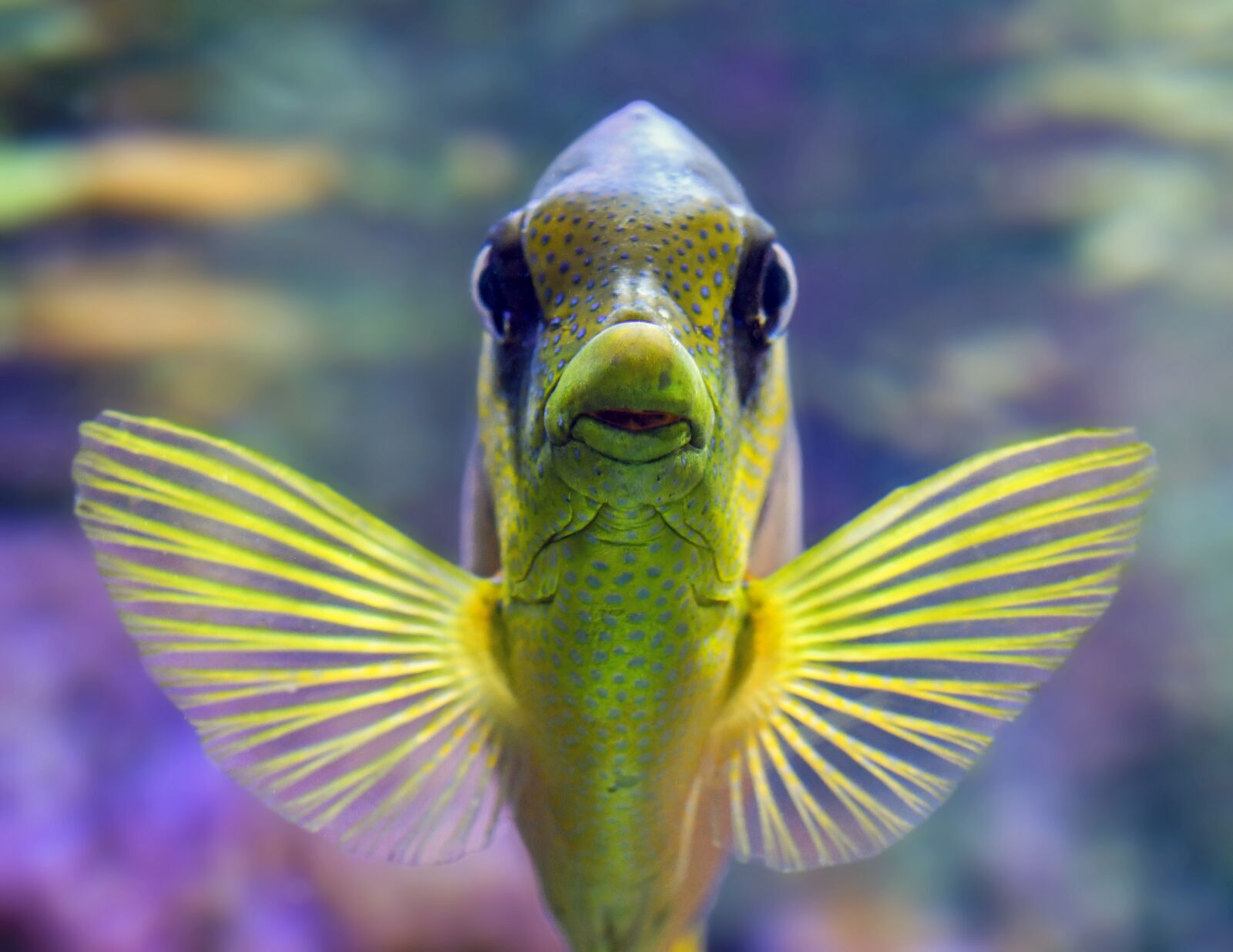 Nikon D500 sample photo. Fish, fin, aquarium photography