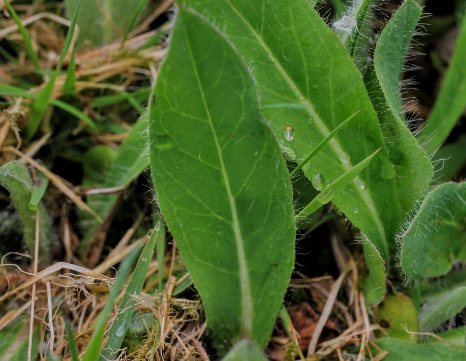 Canon EF-S 35mm F2.8 Macro IS STM sample photo. Small hawkweed, pilosella, long-haired photography