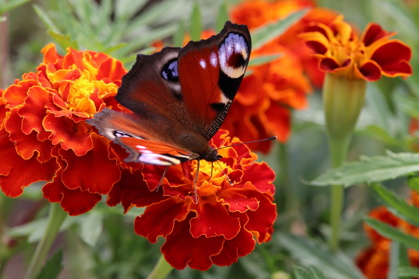 Canon EOS 800D (EOS Rebel T7i / EOS Kiss X9i) sample photo. Marigold, butterfly, peacock photography