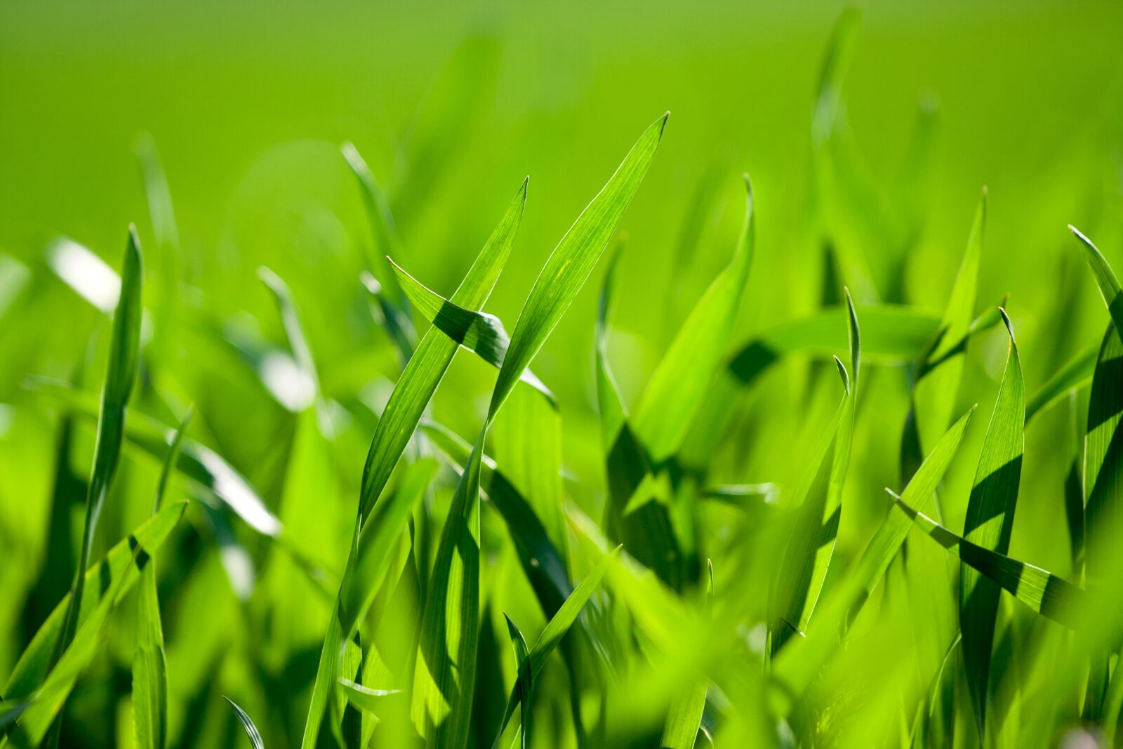 Canon EOS 350D (EOS Digital Rebel XT / EOS Kiss Digital N) sample photo. Grass, green, nature photography