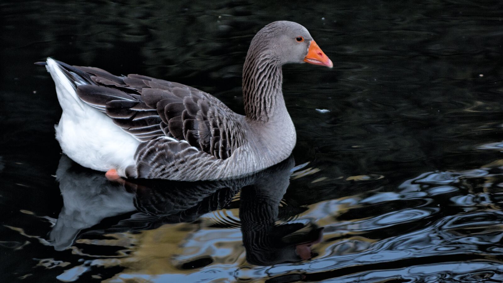 Canon EOS 70D sample photo. Goose, geese, poultry photography