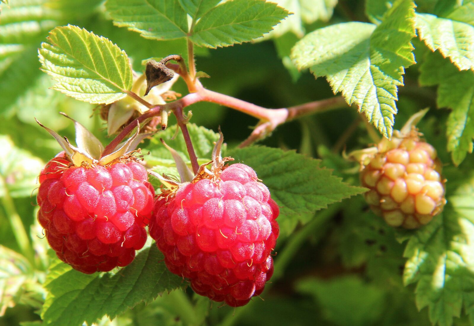 Canon EOS 600D (Rebel EOS T3i / EOS Kiss X5) sample photo. Berries of a raspberry photography