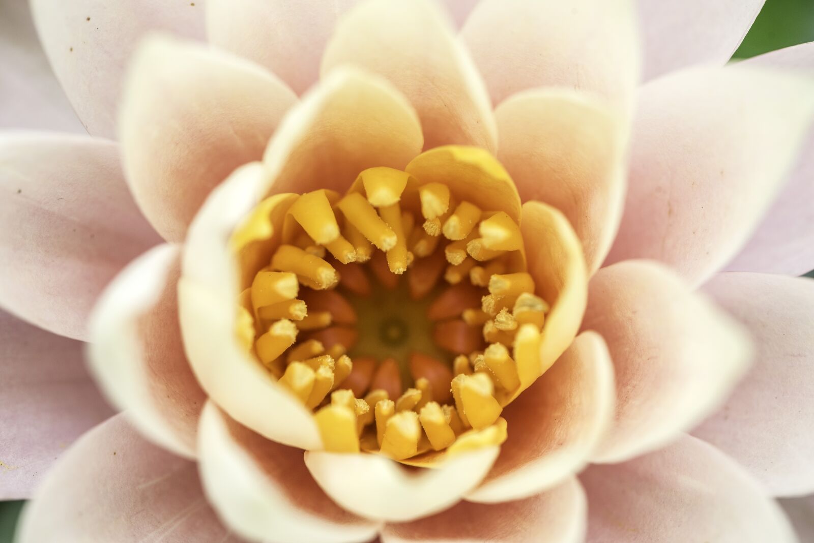 Nikon D750 sample photo. Flower, core, bloom photography