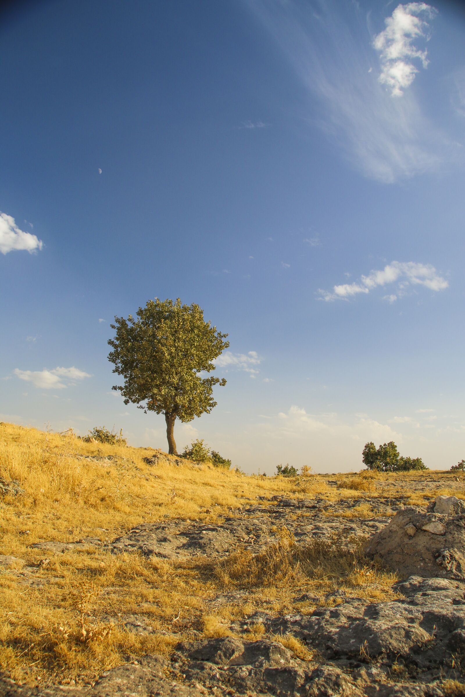 Canon EOS 70D sample photo. Lonely people, tree, nature photography
