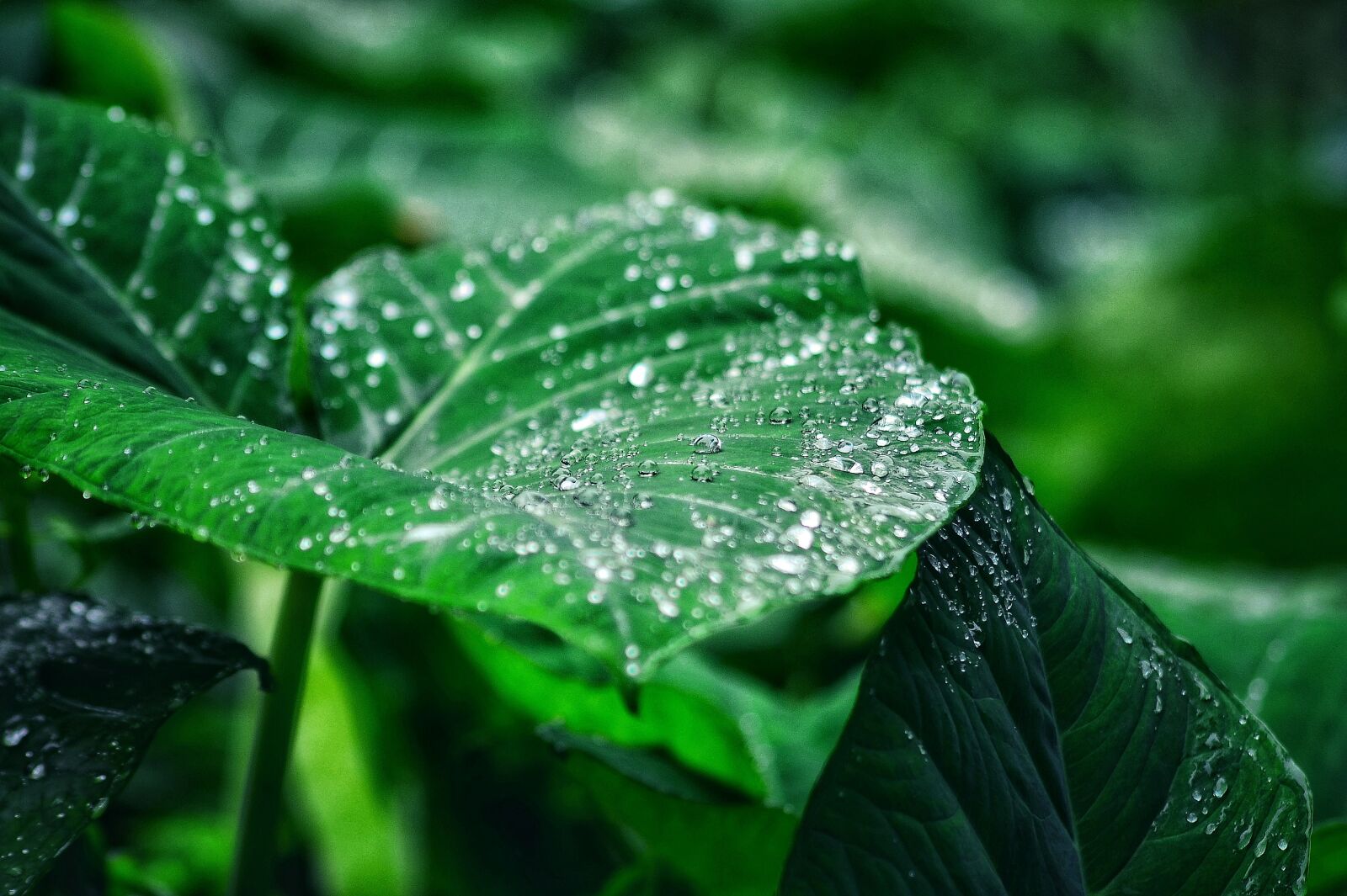 Nikon D5100 sample photo. Dew, water, drop photography