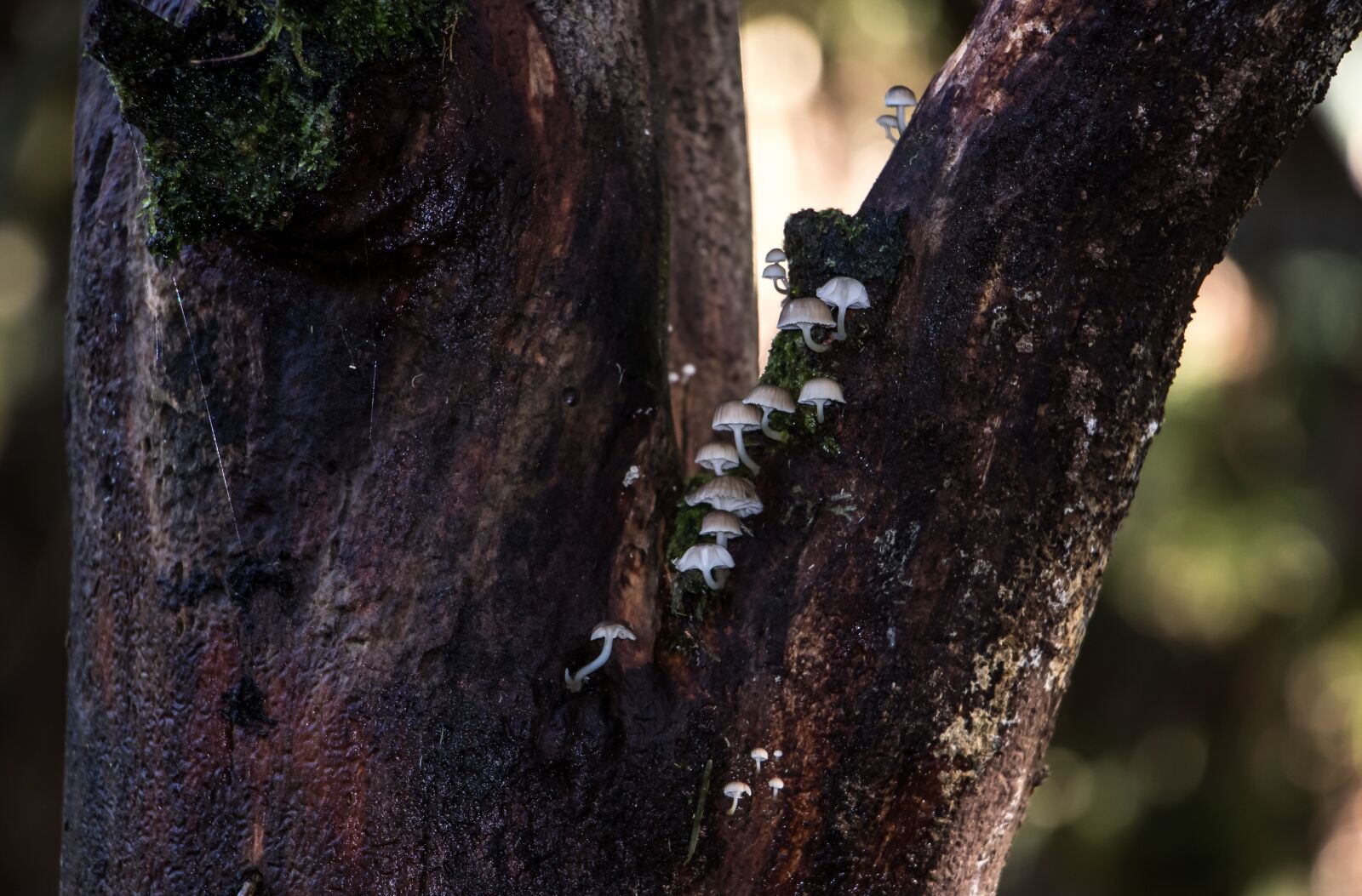 Canon EOS 760D (EOS Rebel T6s / EOS 8000D) + Canon EF-S 18-135mm F3.5-5.6 IS STM sample photo. Toadstools, tree, fungi photography