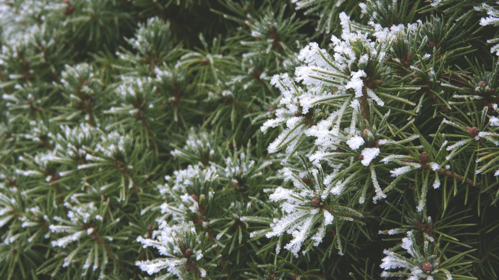 Nikon Coolpix P610 sample photo. Tis, branch, needles photography
