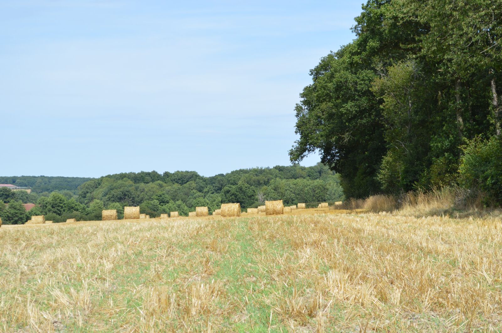 Nikon D3200 sample photo. Fields, straw, hay bales photography