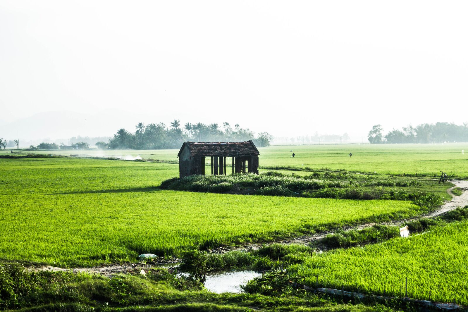 Canon EOS 7D + Canon EF 50mm F1.8 II sample photo. Country road, house, rice photography