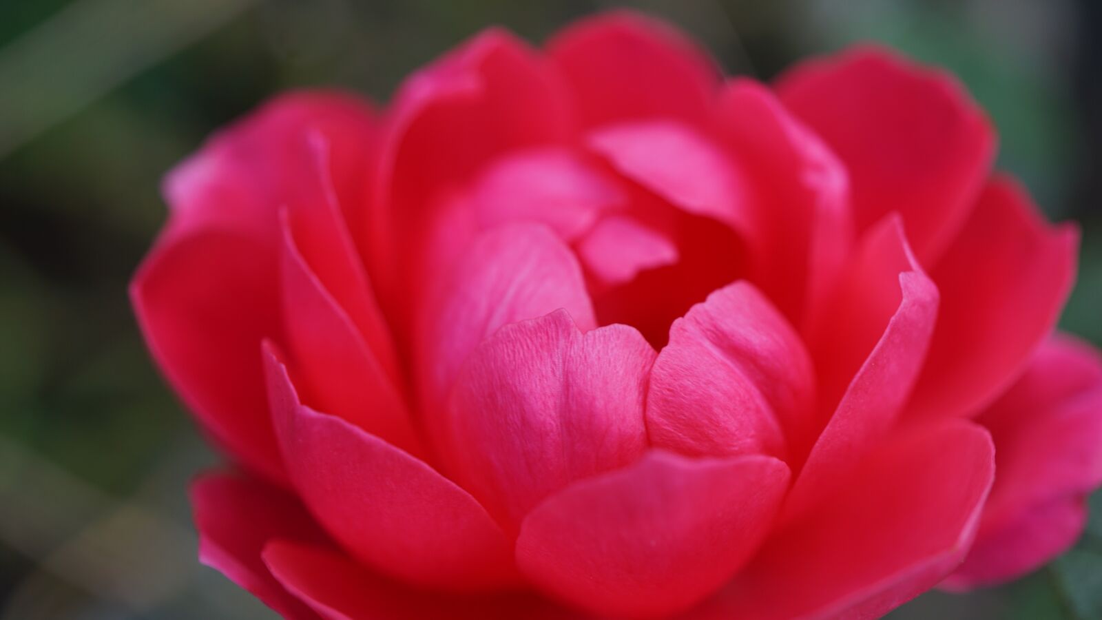 Sony E 30mm F3.5 Macro sample photo. Rose bloom, pink, petals photography