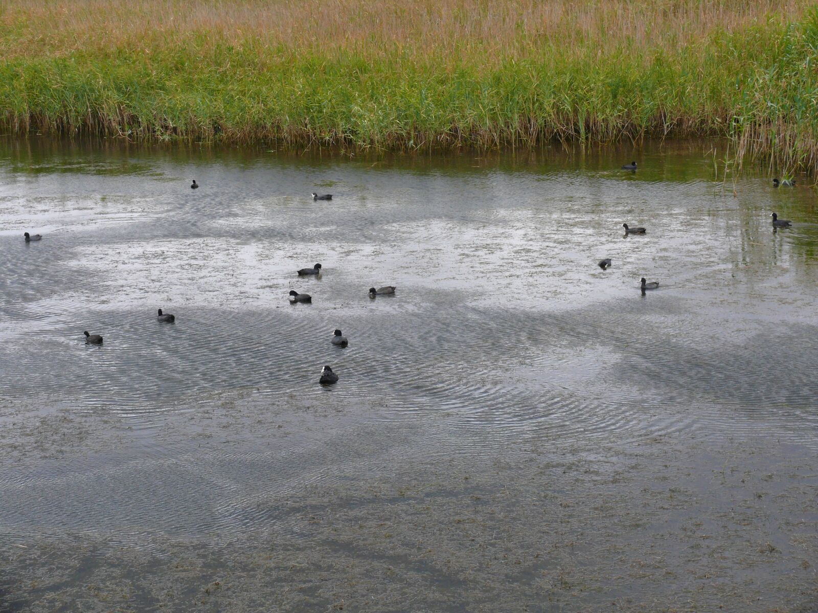 Panasonic DMC-FZ50 sample photo. Ducks photography
