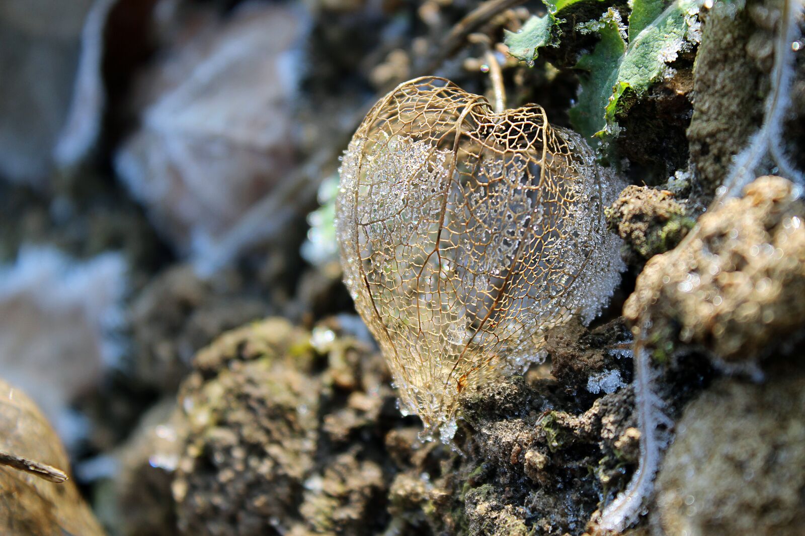 Canon EOS 600D (Rebel EOS T3i / EOS Kiss X5) sample photo. Physalis, frost, plant photography