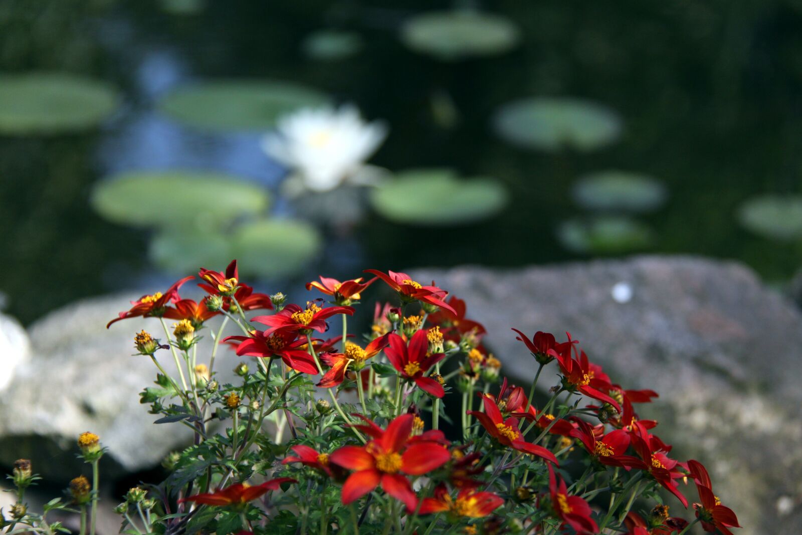 Canon EOS 500D (EOS Rebel T1i / EOS Kiss X3) sample photo. Pond, summer, water photography