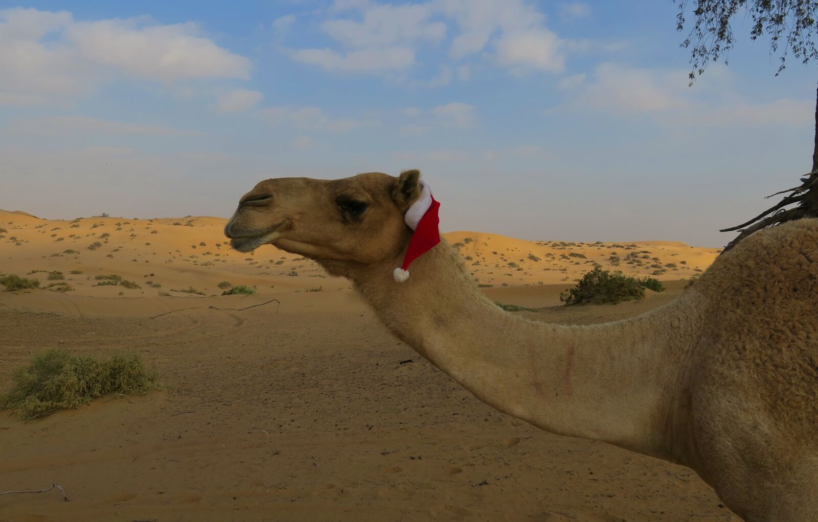 Canon PowerShot G3 X sample photo. Camel, christmas, desert photography