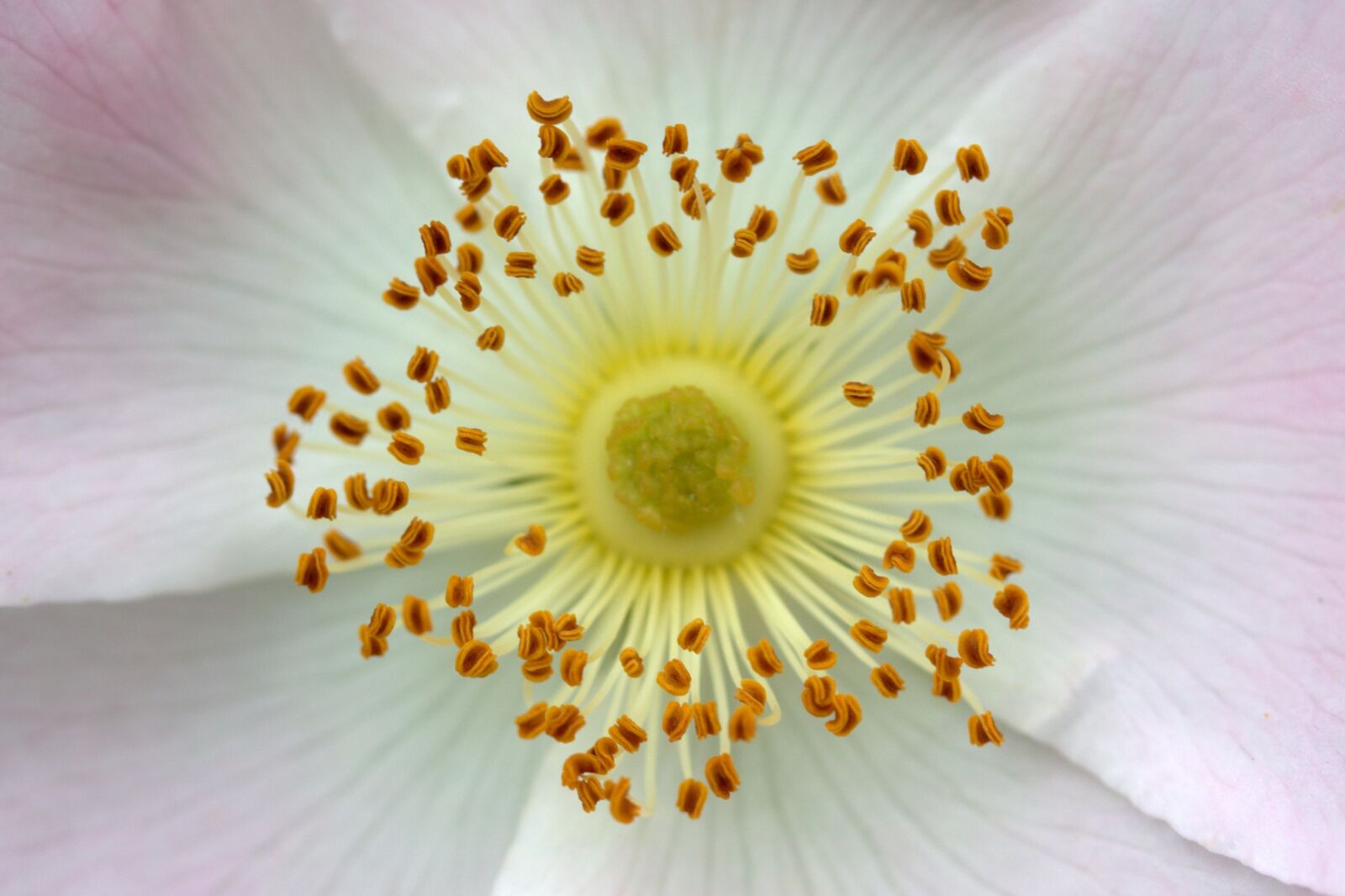 Canon EF-S 60mm F2.8 Macro USM sample photo. Flower, interior, pollen photography