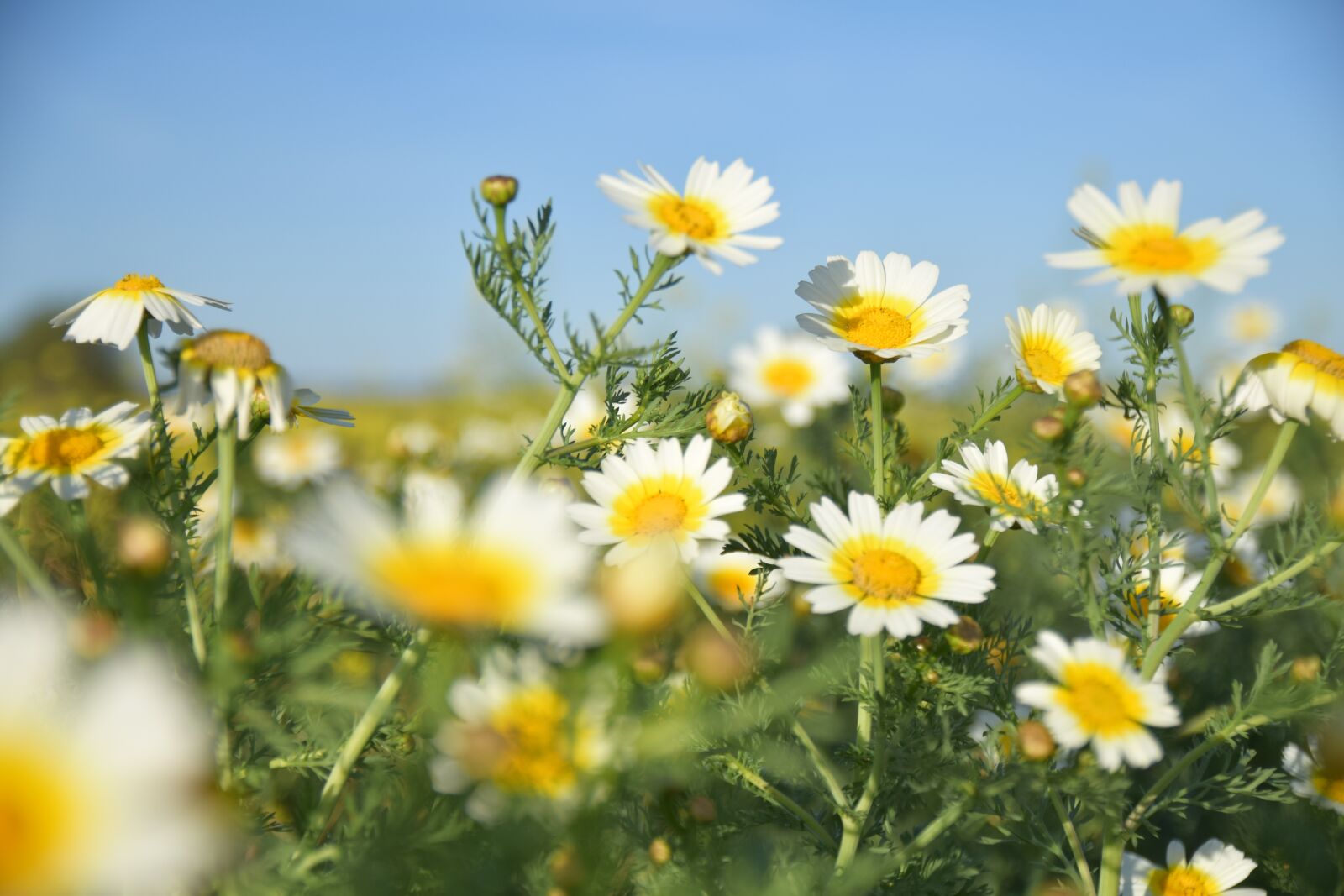 Nikon D3300 sample photo. Spring, daisy, flowers photography