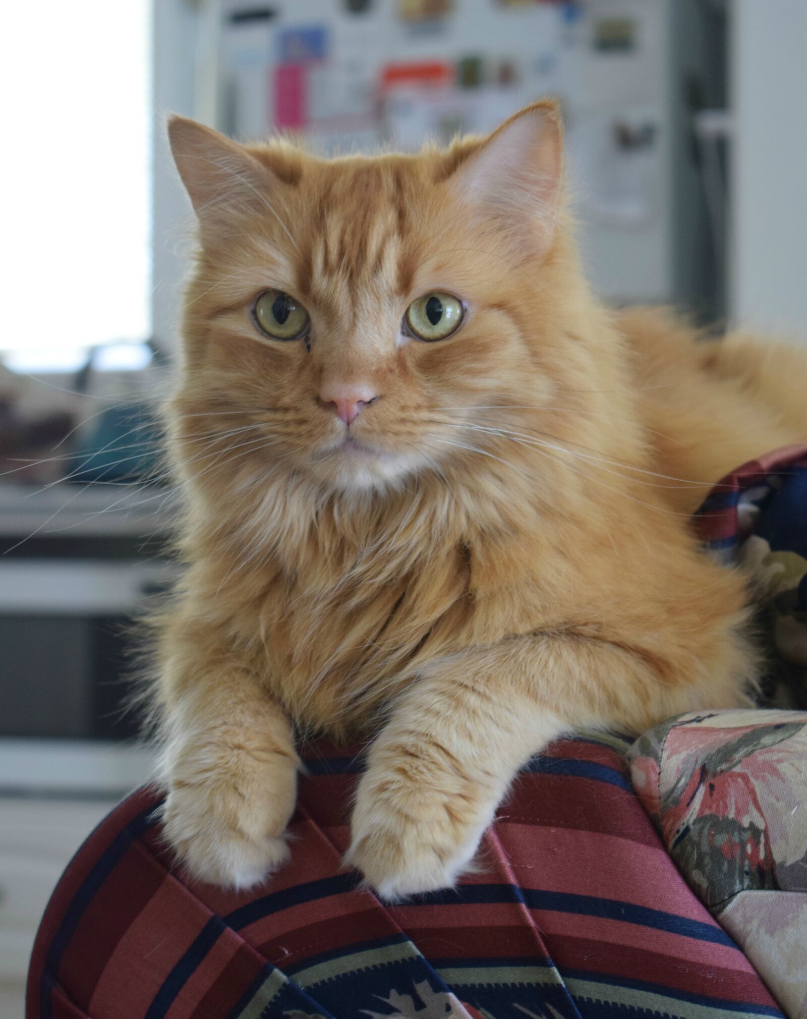 Nikon D3300 sample photo. Ginger cat, domestic cat photography