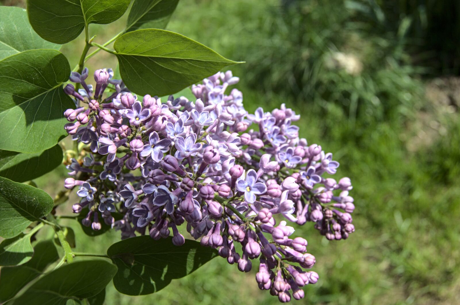 Nikon D40 sample photo. Without, lilac, flower photography