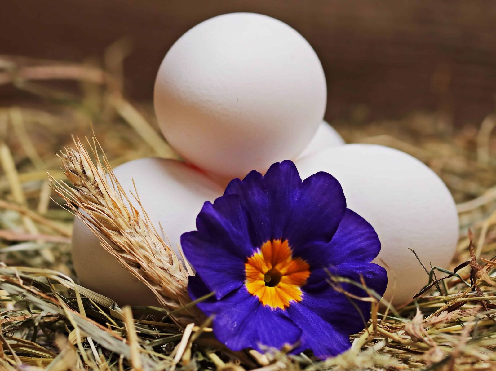 Canon EOS 80D sample photo. Easter egg, decoration, pistil photography