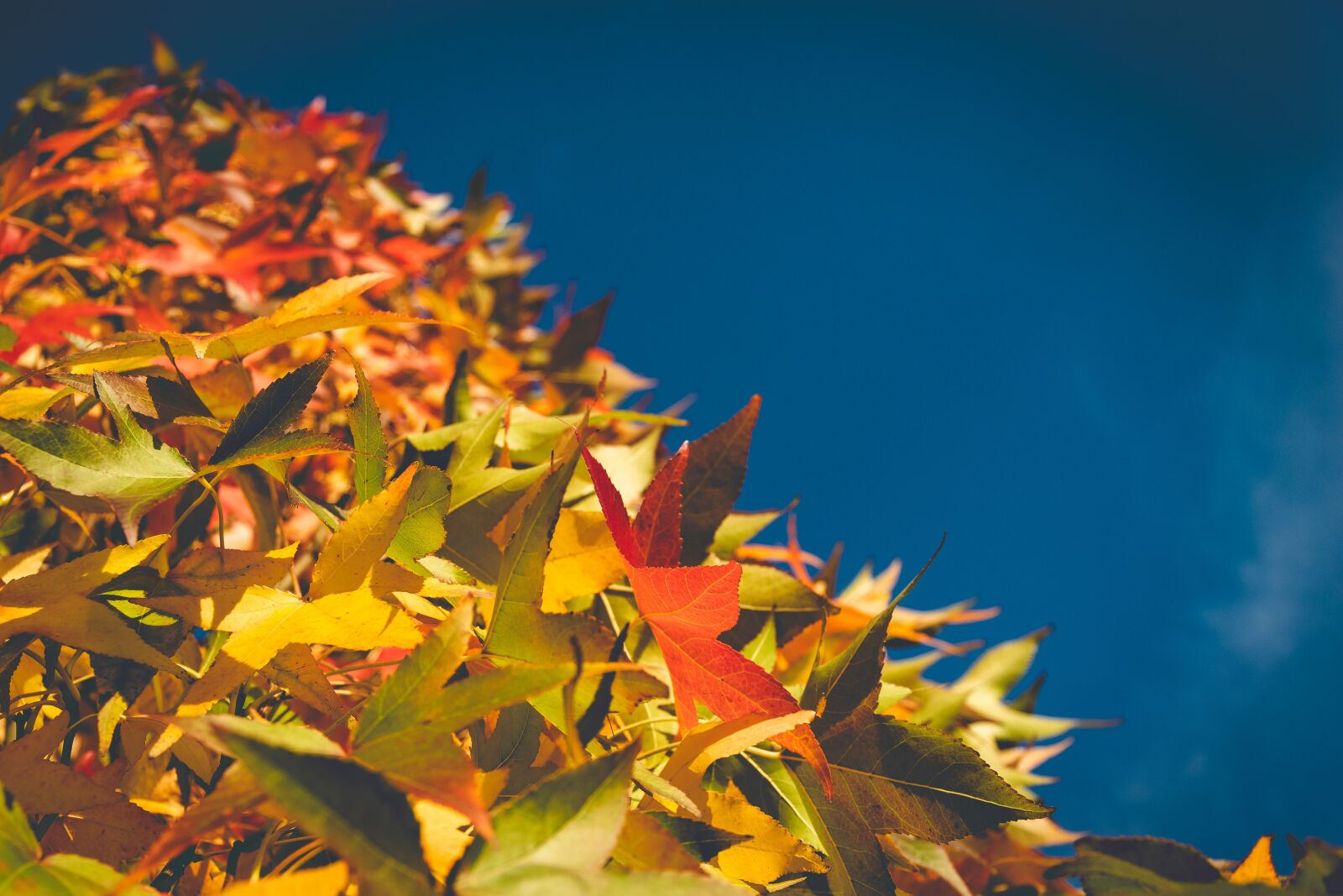 Nikon D5300 sample photo. Autumn, leaves, fall foliage photography