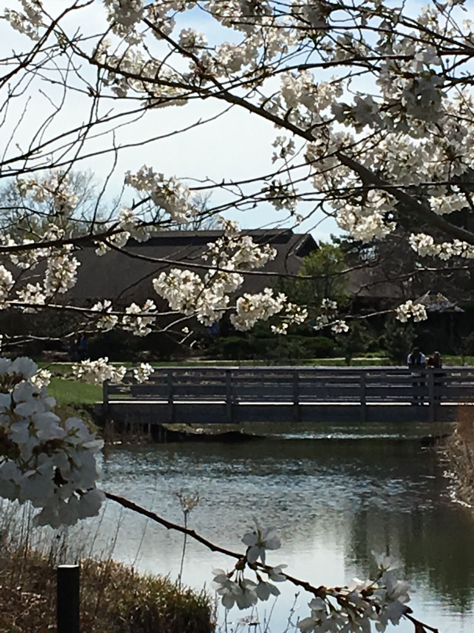 Apple iPhone 6s sample photo. Cherry blossom, garden, pond photography