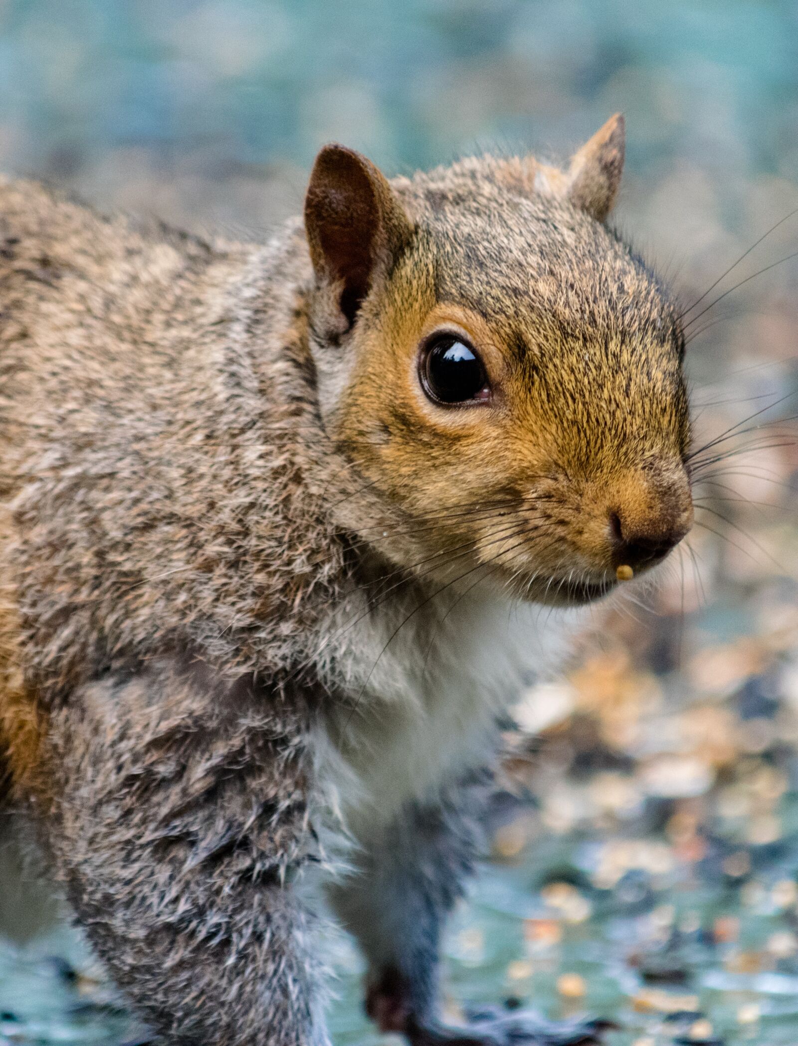 Nikon D3300 sample photo. Rodent, squirrel, mammal photography