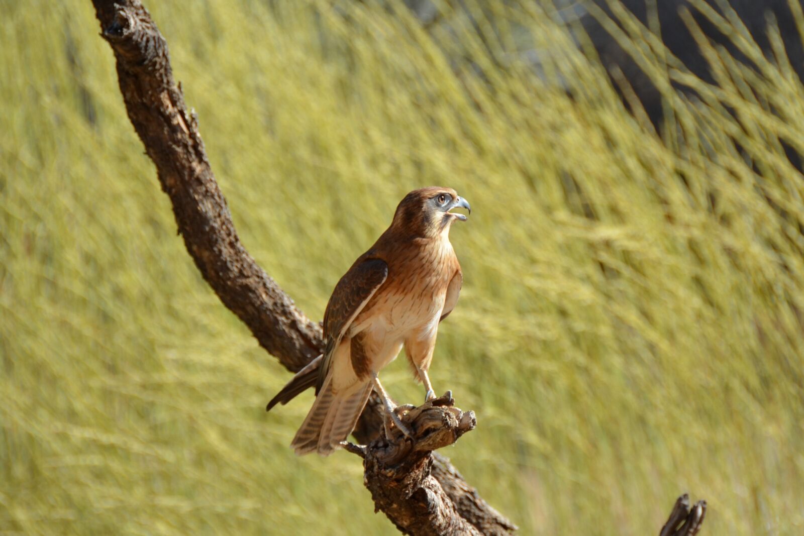 Nikon D5100 sample photo. Brown falcon, falcon, bird photography