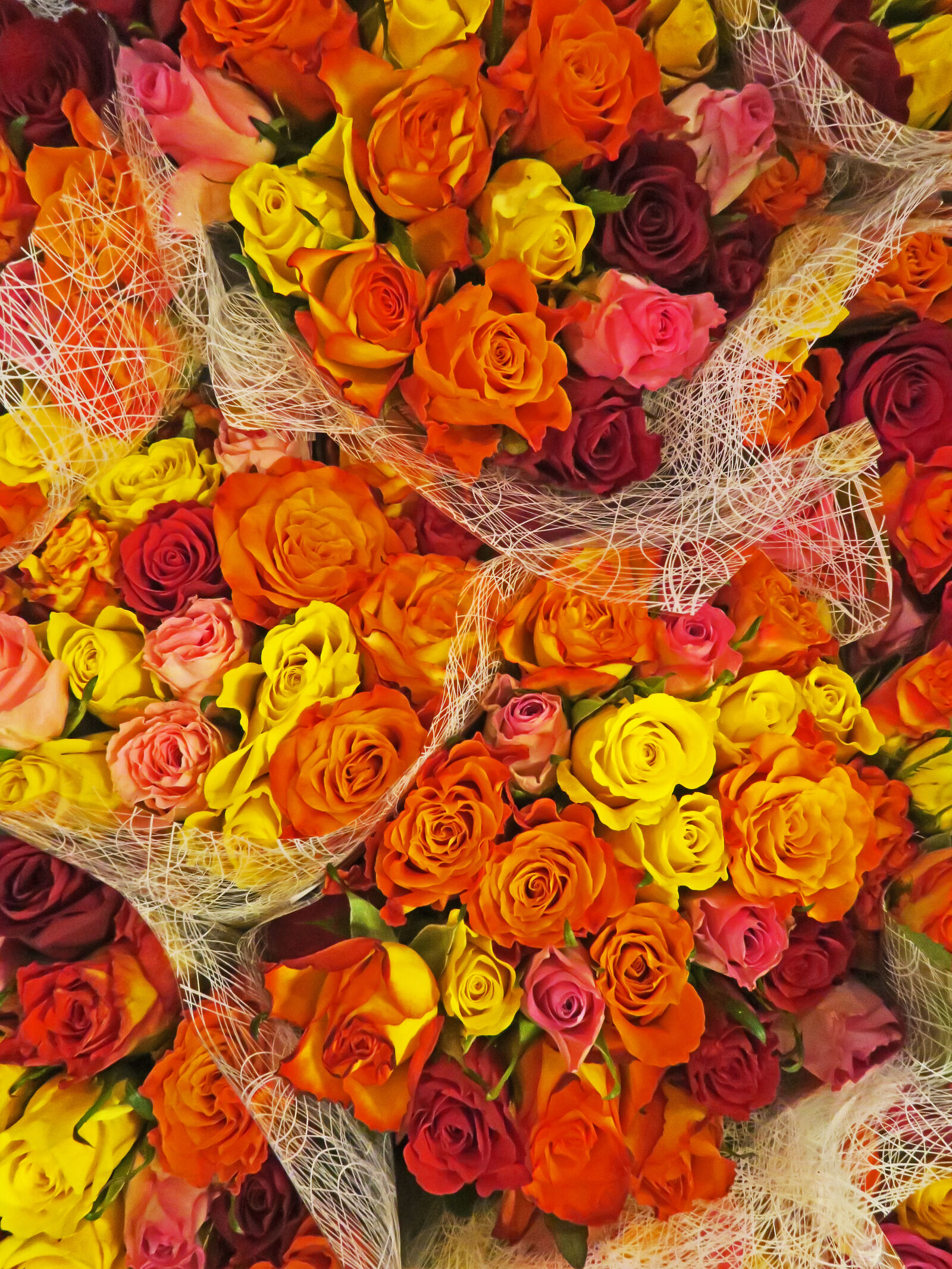 Canon PowerShot G7 X sample photo. Flora, flowers, orange, red photography