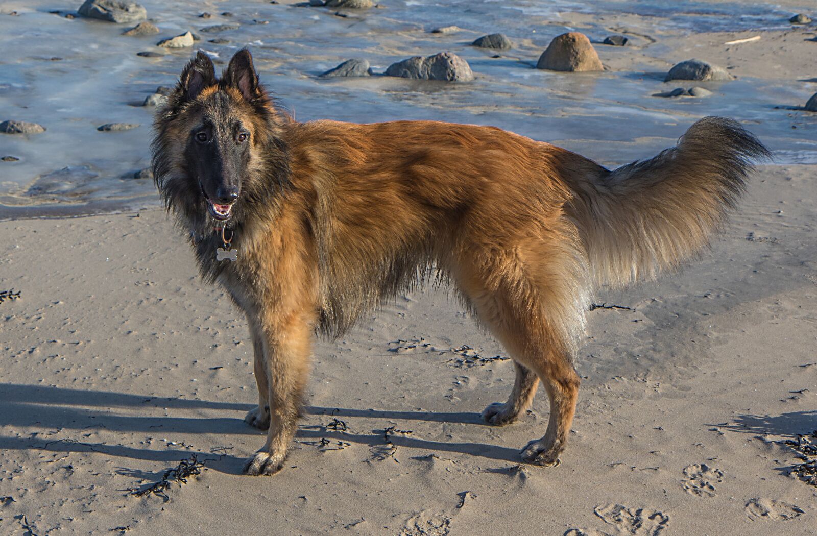Canon EOS 7D Mark II sample photo. Dog, mammal, animals photography
