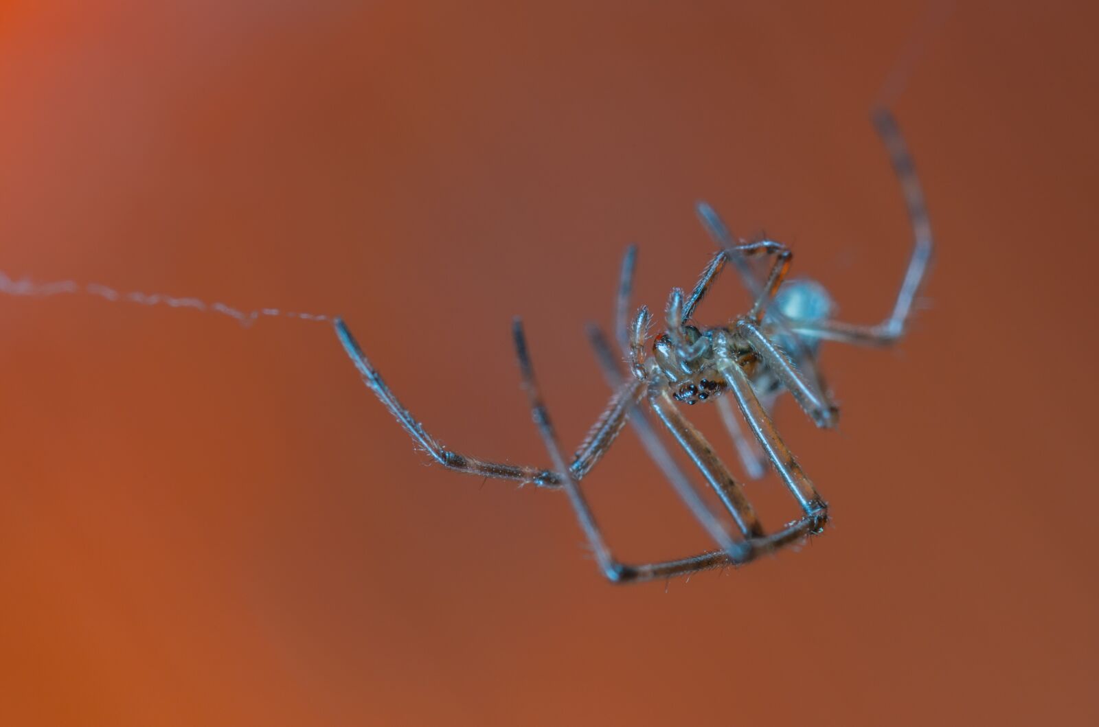 Sony a7R II sample photo. Spider, a spider-like insect photography