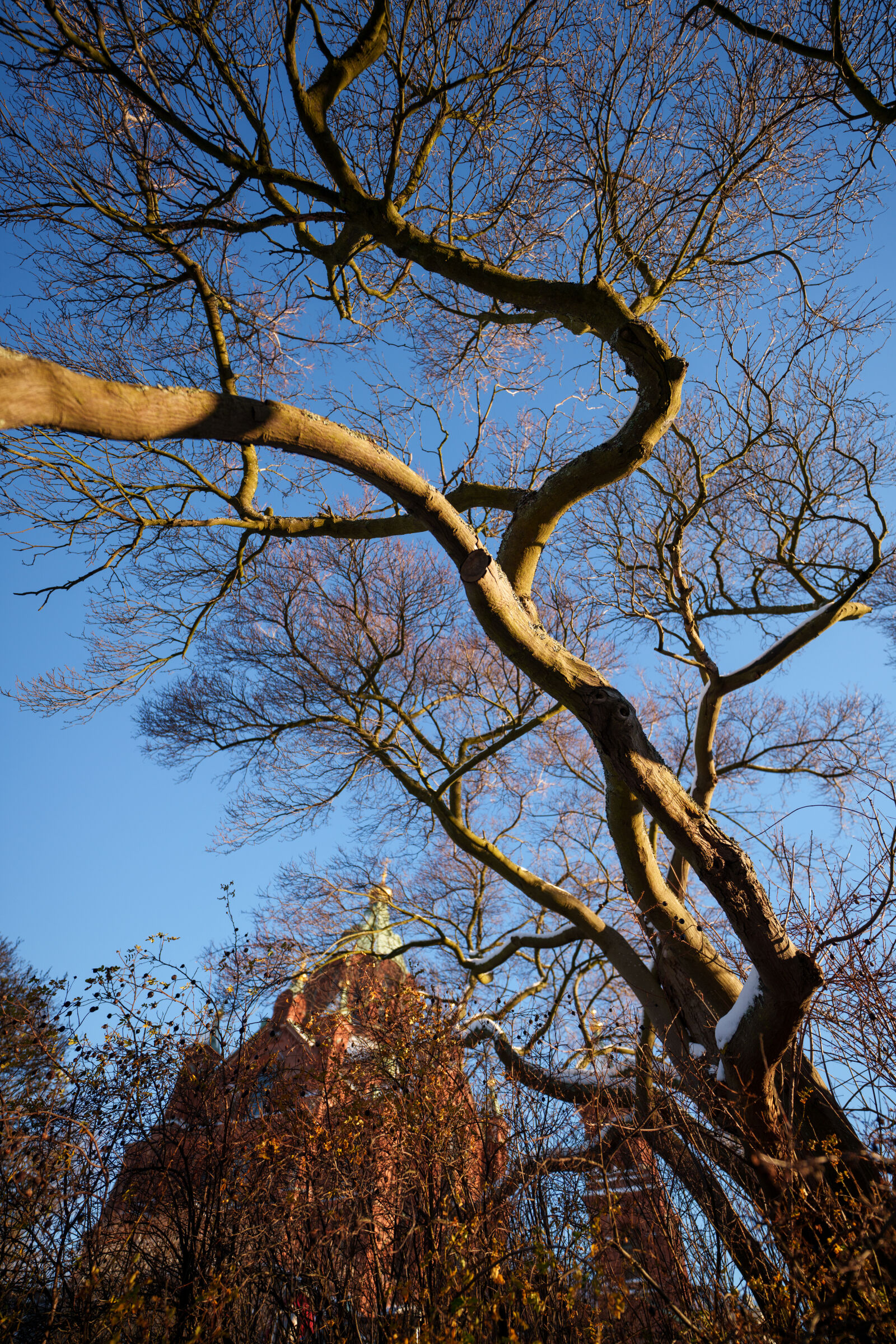 Sigma 14mm F1.4 DG DN sample photo. Reach tree photography