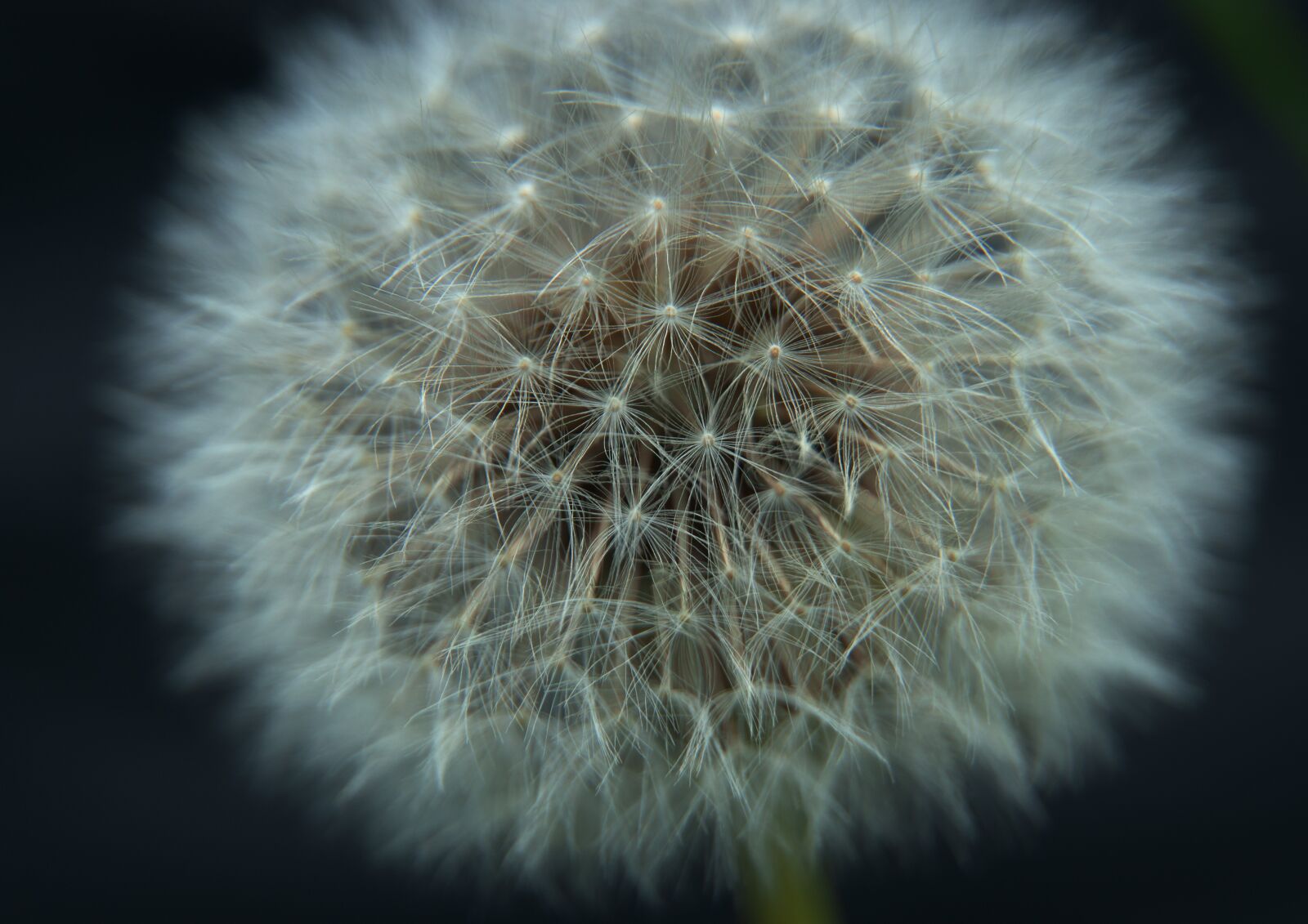 Nikon D90 sample photo. Macro, dandelion, close up photography