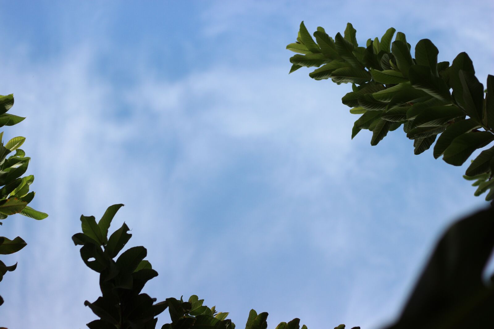 Canon EOS 600D (Rebel EOS T3i / EOS Kiss X5) + Canon EF 50mm F1.8 STM sample photo. Sky-blue sky, sky background photography