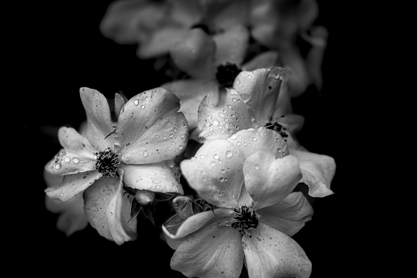 Canon 24-70mm F2.8 DG OS HSM | Art 017 sample photo. Flower, natural, nature photography