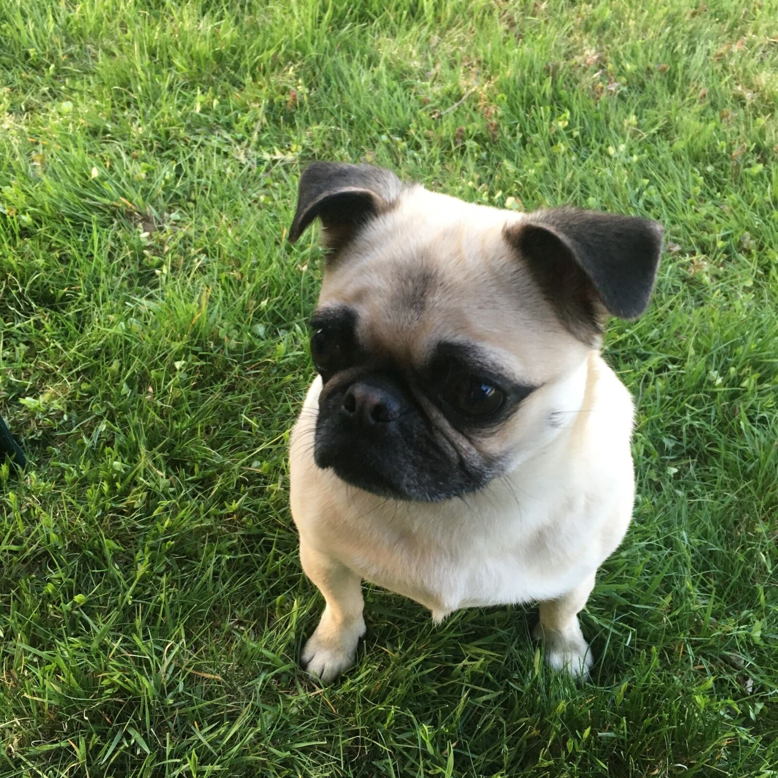 Apple iPhone 6s sample photo. Pug, fawn pug, pug photography