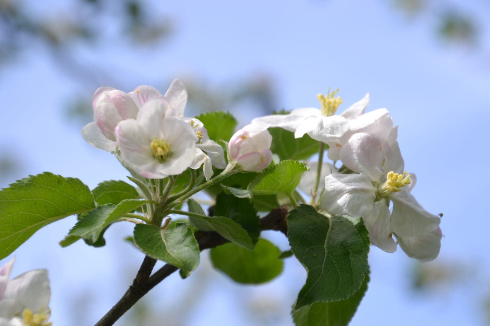 Nikon D3100 sample photo. Apple tree, apple blossom photography