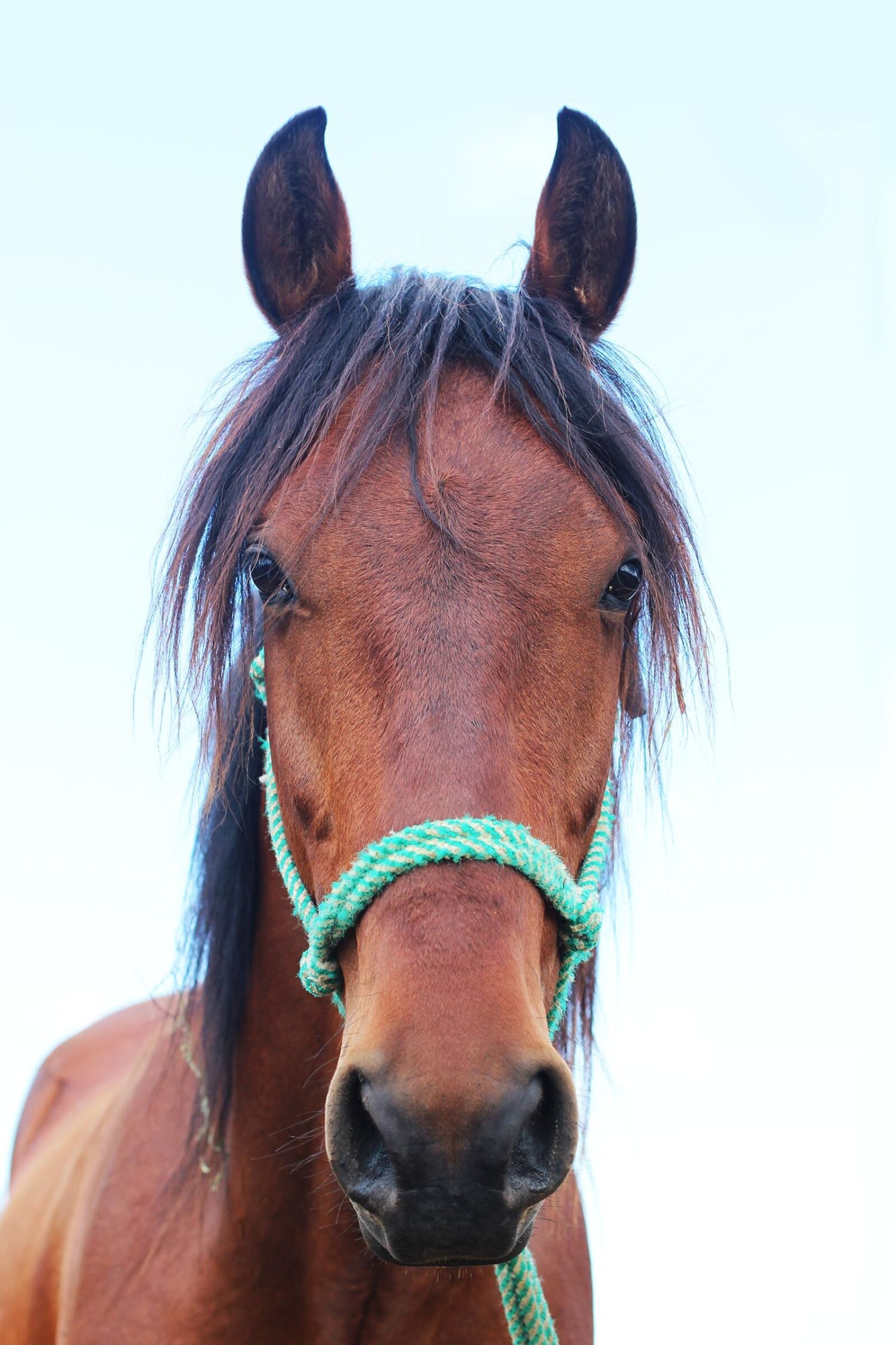 Canon EOS 600D (Rebel EOS T3i / EOS Kiss X5) + Canon EF 50mm F1.4 USM sample photo. Horse, field, animals photography