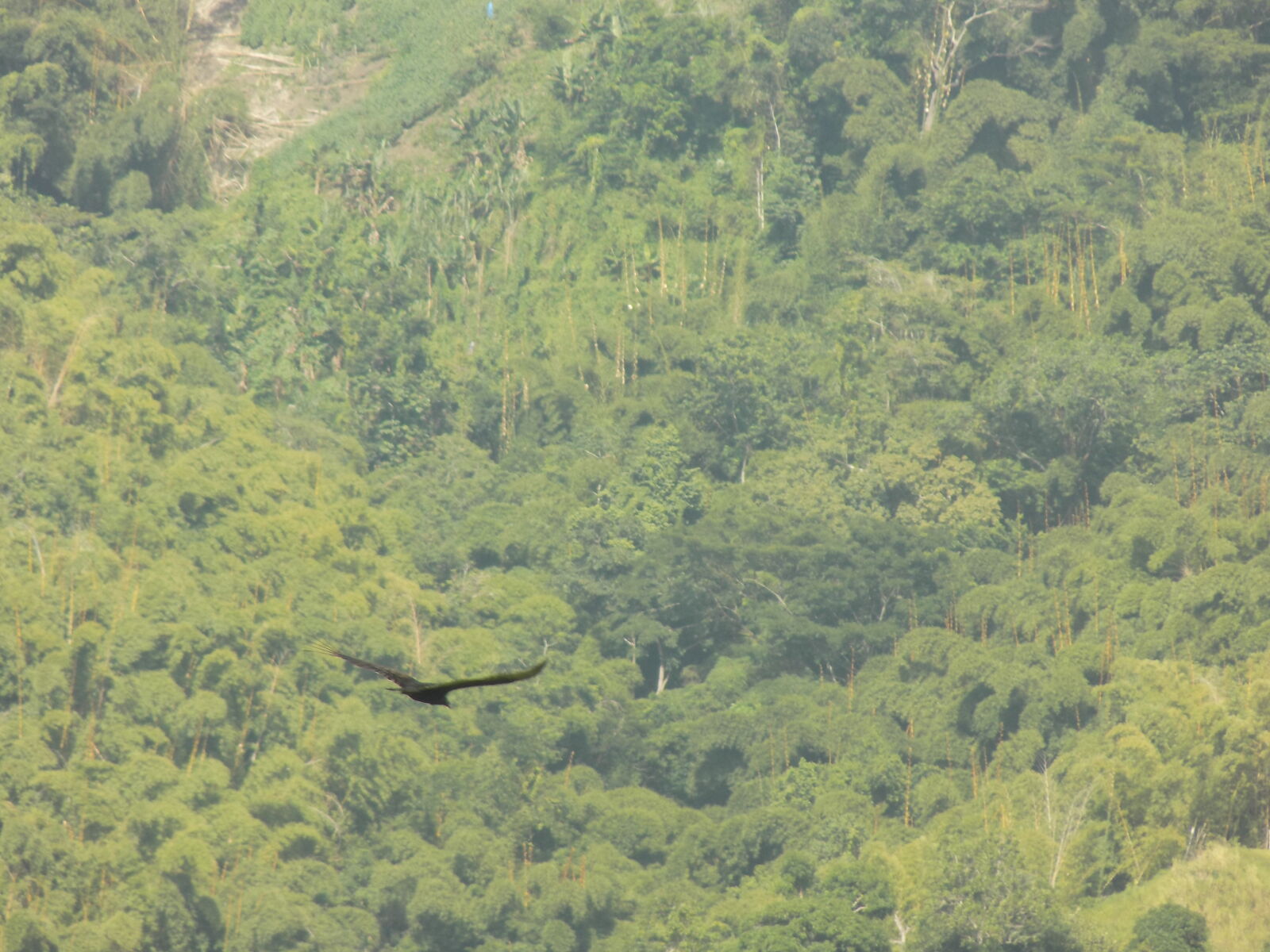 Nikon COOLPIX L340 sample photo. Bird, flight, natue, nature photography