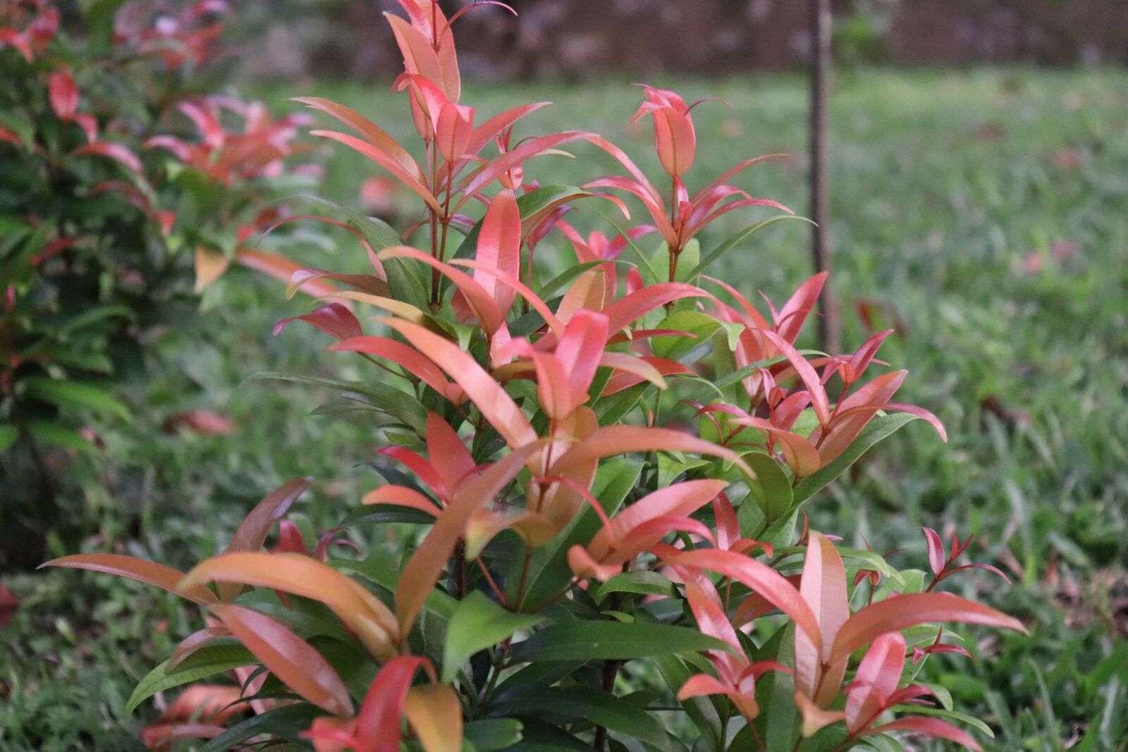 Canon EOS 800D (EOS Rebel T7i / EOS Kiss X9i) sample photo. Garden, leaves, nature photography