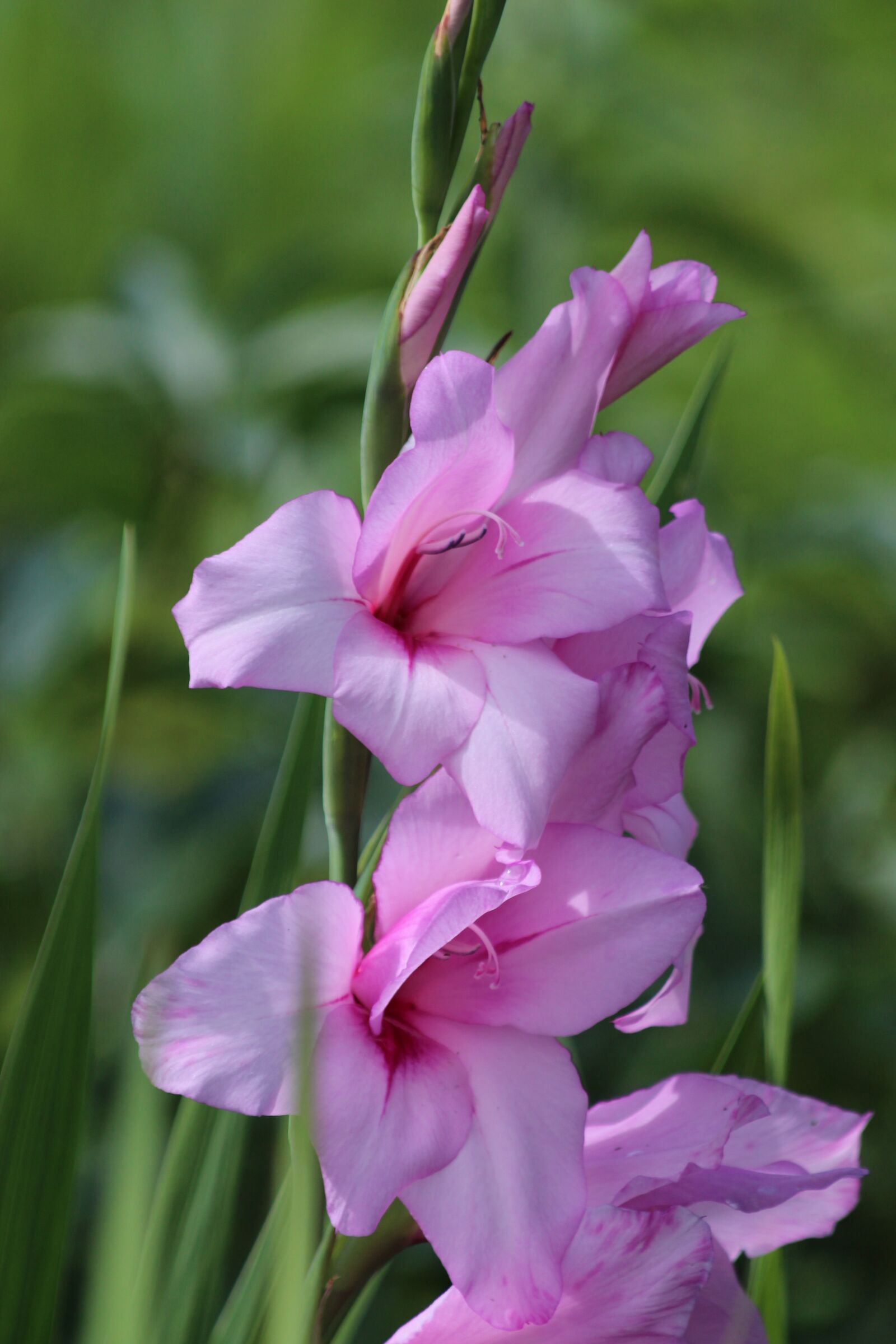 Canon EOS 650D (EOS Rebel T4i / EOS Kiss X6i) + Canon EF 70-300mm F4-5.6 IS USM sample photo. Gladiolus, flowers, garden photography