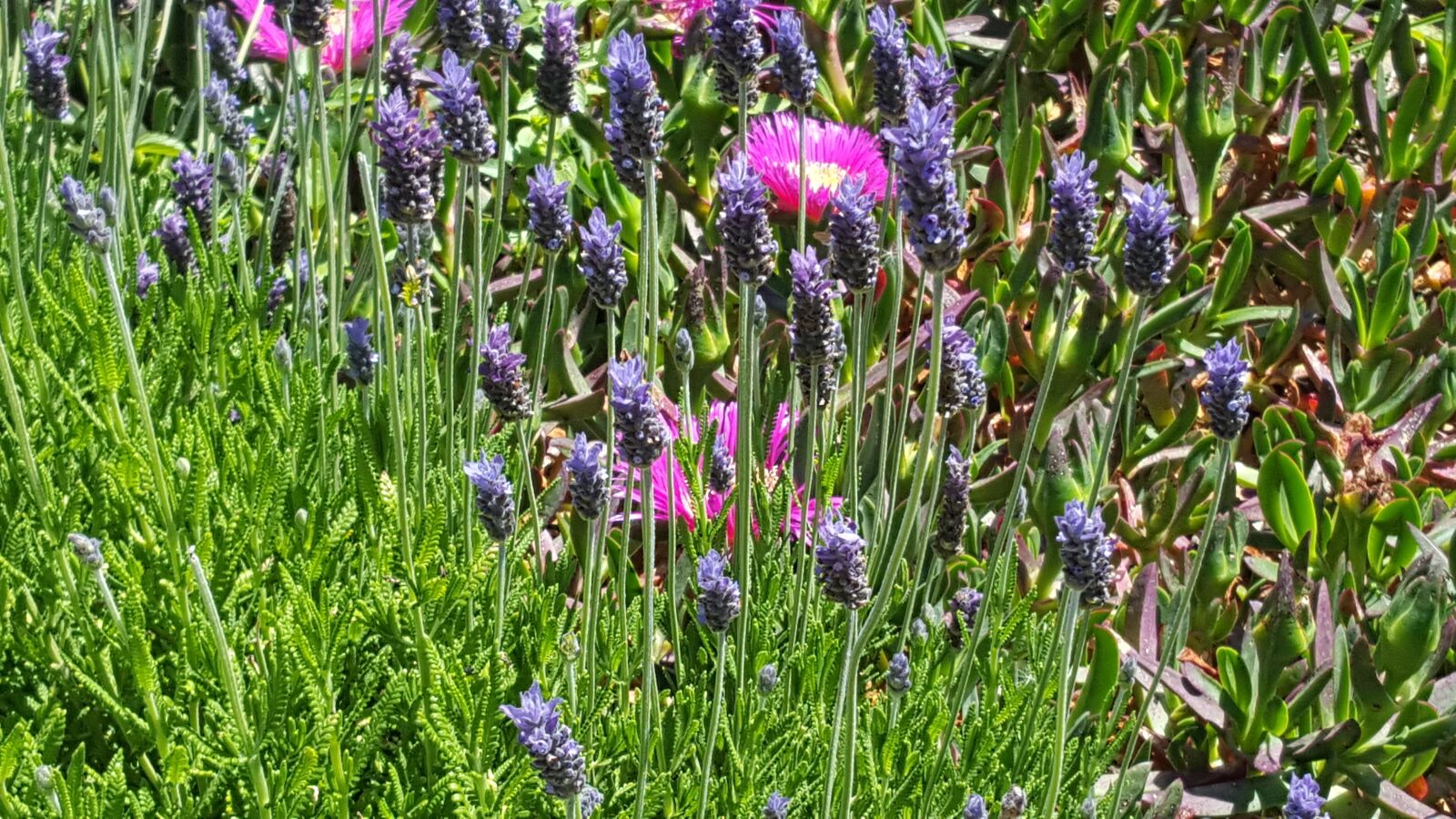 Samsung Galaxy S6 sample photo. Flower, nature, flora photography