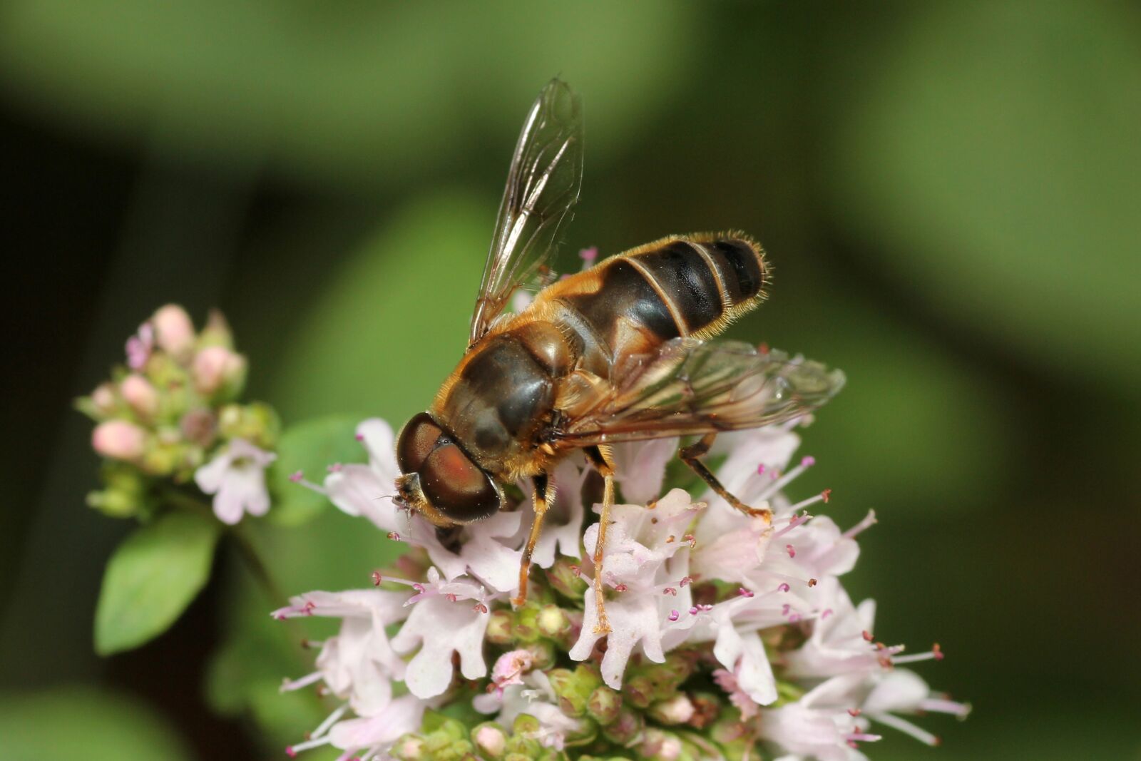 Canon EOS 60D sample photo. Bee, flower, pollination photography