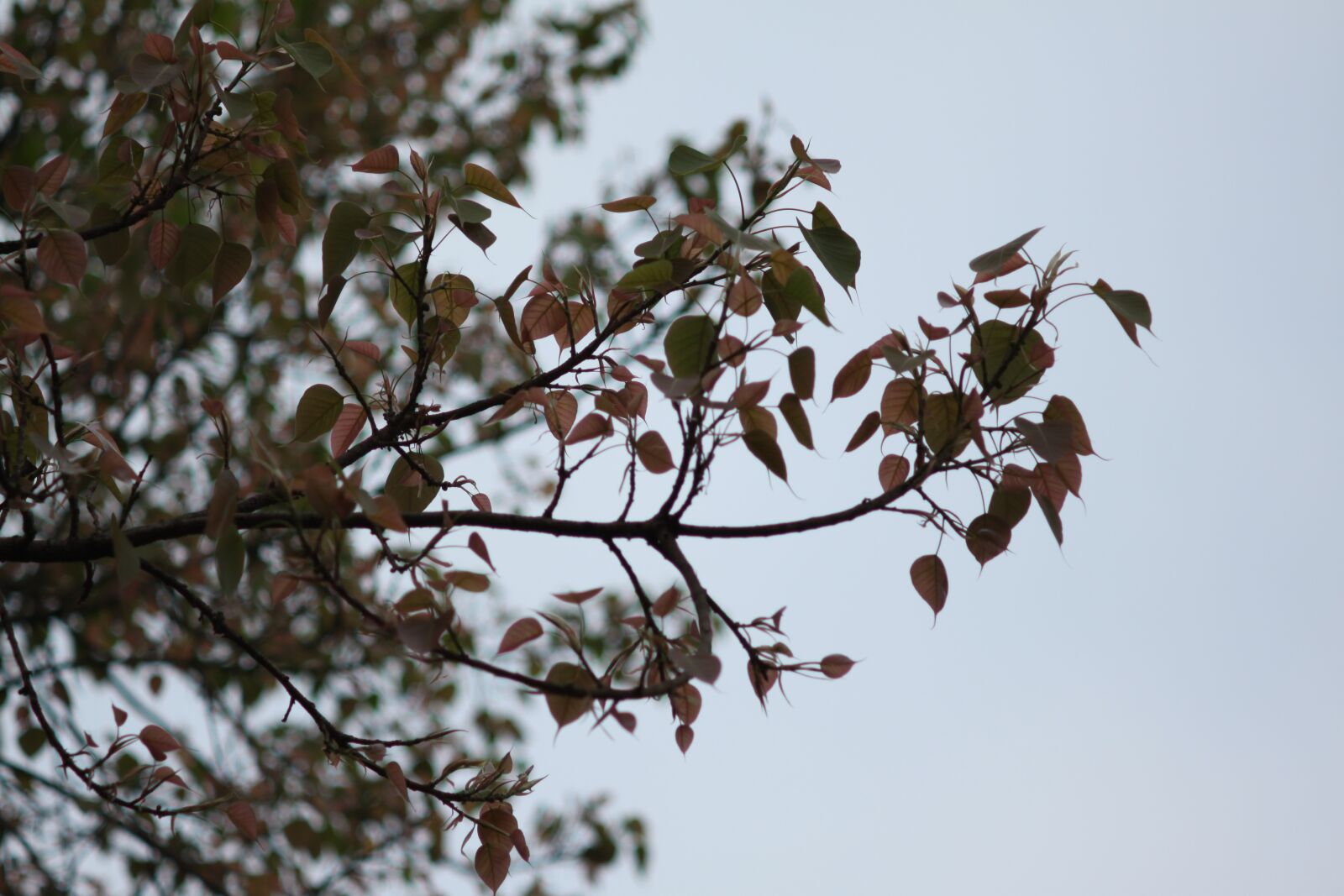 Canon EOS 50D sample photo. Leaves, ficus religiosa, mf photography